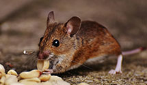 24 Hour & Emergency Exterminators in Three Rocks, CA